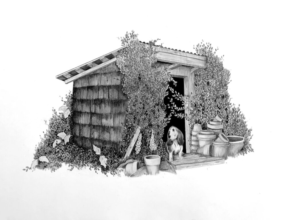 basset hound in the doorway of a shingled lean-to structure - surrounded by plants. Graphite drawing