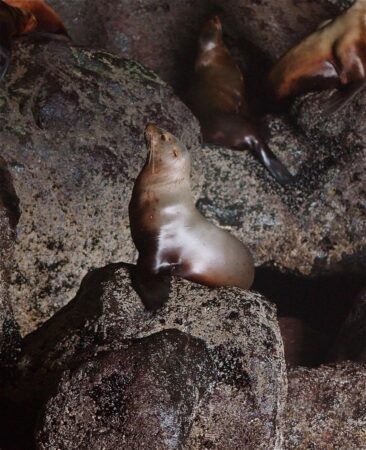 A female sea lion basks on a rock in the cave. Photo courtesy: Steve Saubert, Sea Lion Caves